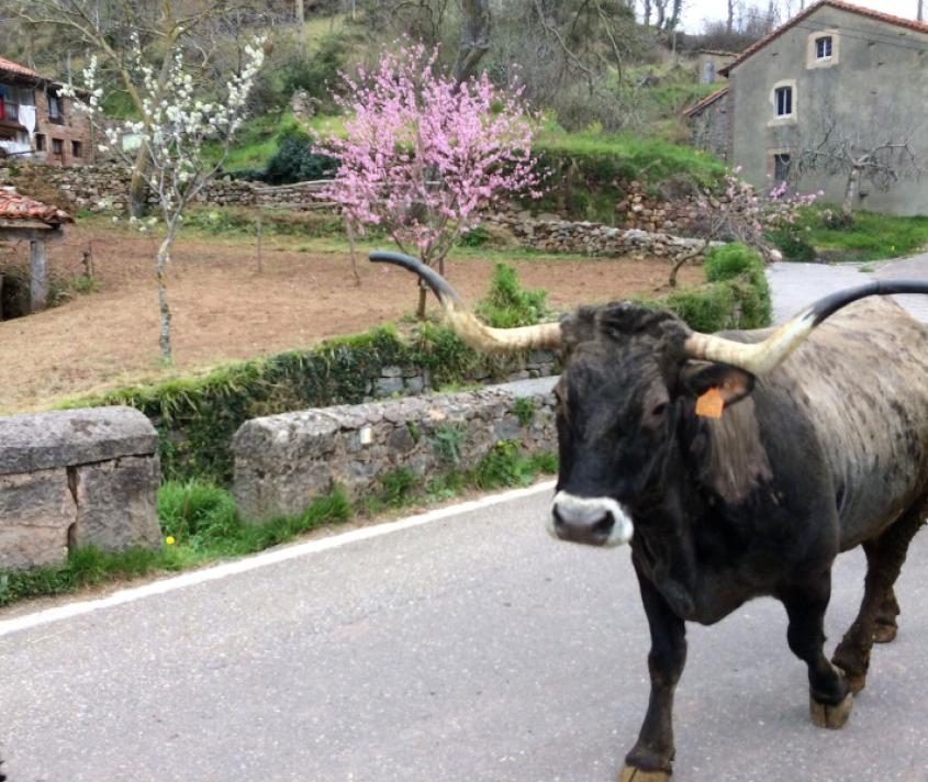 Vaca Tudanca en Camino Lebaniego