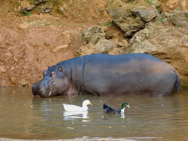 Kavango, el nuevo hipopótamo de Cabárceno