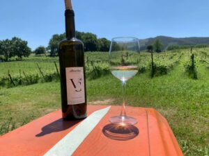 Visita viñedo y bodega