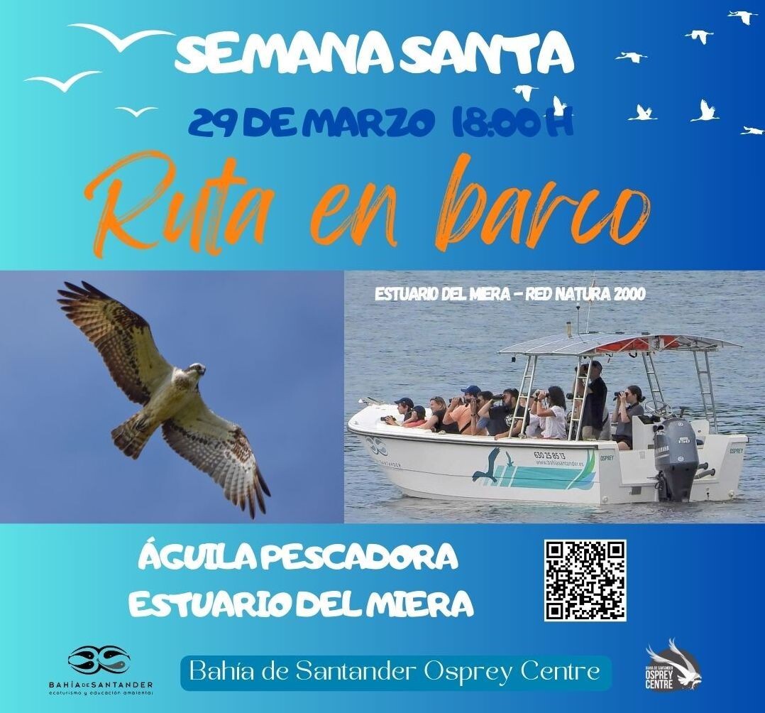 Ruta en barco aguila pescadora. Bahía de Santander