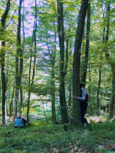 Baños de bosque en Valdeolea