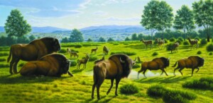 mauricio-anton-ilustracion-bisontes-altamira - santillana del mar