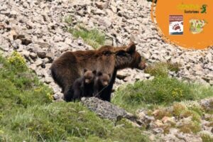 Por las tierras del OSO