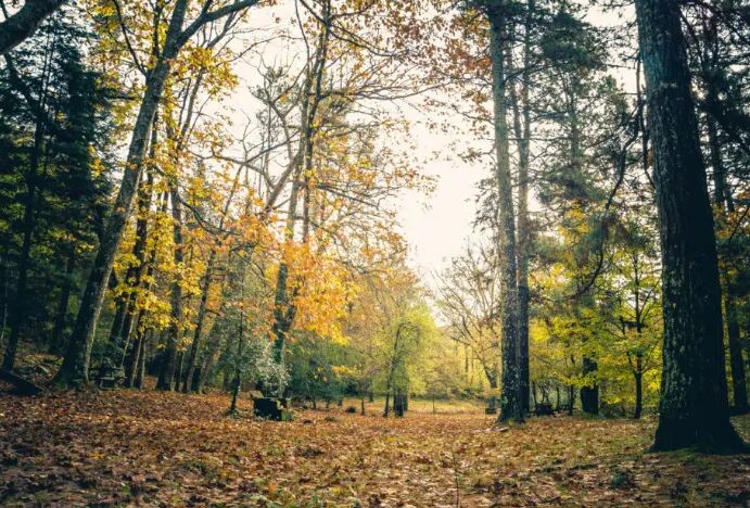 Ruta del haya parque natural saja besaya