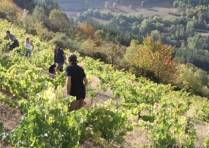 vendimia en liébana