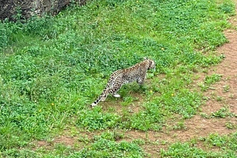 Web leopardo persa