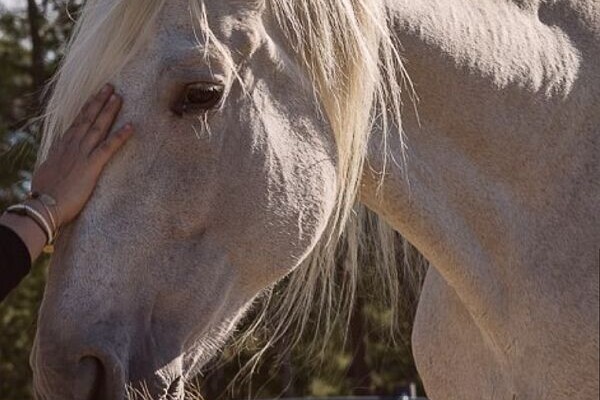 Bienestar con caballos