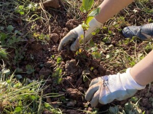 plantando seto