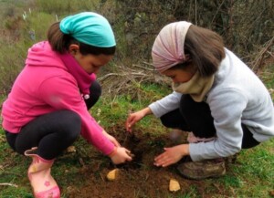 plantación para el oso