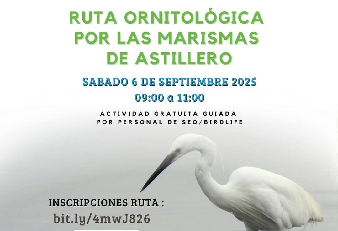 RUTA SEO BIRD LIFE EL ASTILLERO