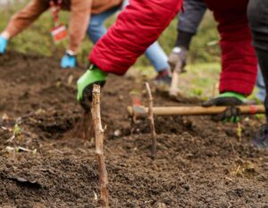 bosque comestible invierno 3