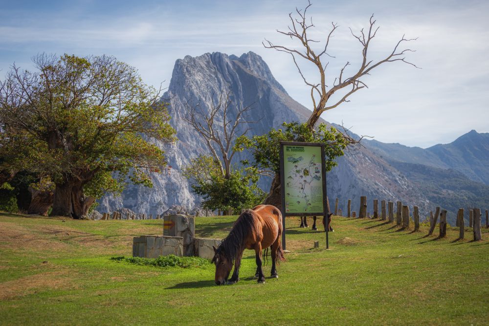 El Habario Liebana bosque naturaleza otoño 11 El Habario Liebana bosque naturaleza otoño 11