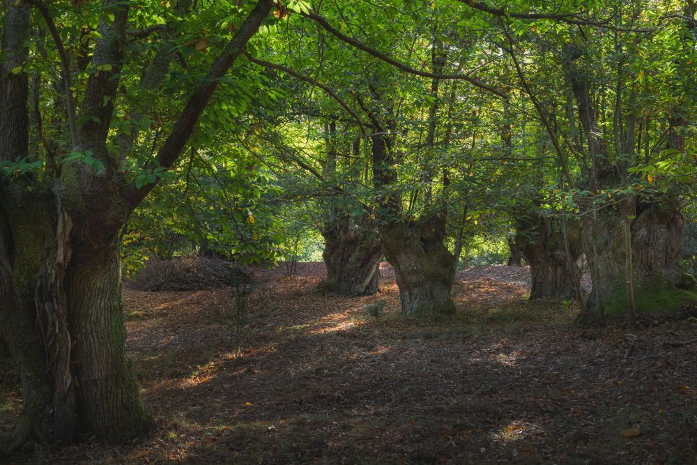El Habario Liebana bosque naturaleza otoño 14 El Habario Liebana bosque naturaleza otoño 14