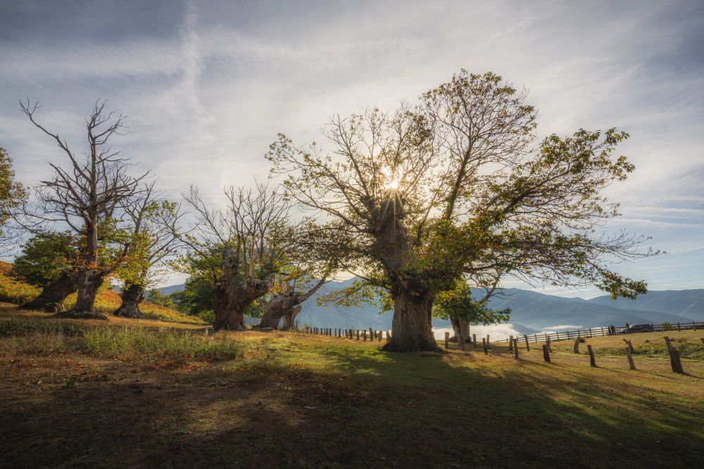 El Habario Liebana bosque naturaleza otoño 4 El Habario Liebana bosque naturaleza otoño 4