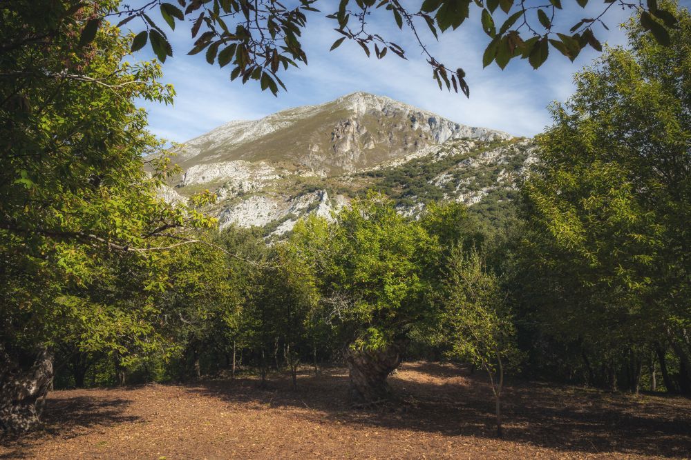 El Habario Liebana bosque naturaleza otoño 6
