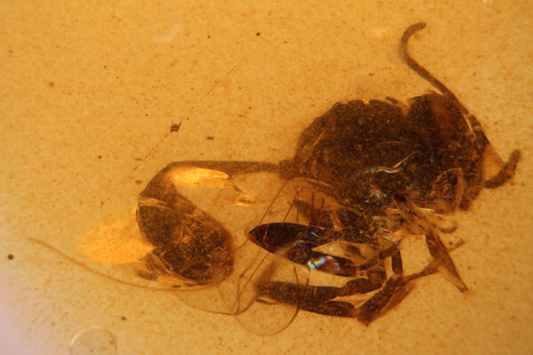 Descubrimiento avispa de 105 millones de años en el ámbar de El Soplao