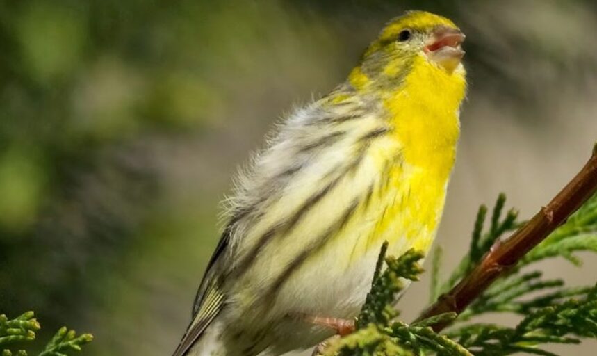 verdecillo copy javier aizcorbe